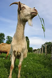 Normandie: Goat Lonlay l'Abbaye Orne Manche