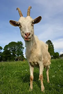 Normandie: Goat Lonlay l'Abbaye Orne Manche