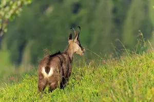 Watching: Goat looking across green meadow into the distance