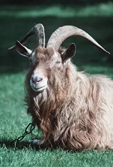 Shaggy: GOAT - male, Billy Goat