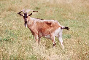 Goats: Goat - male standing