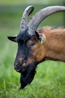 Beards: Goat - in meadow