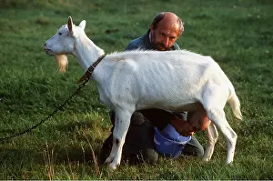 Owner: GOAT - BEING MILKED