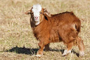 Jeune: Goat in Mongolia