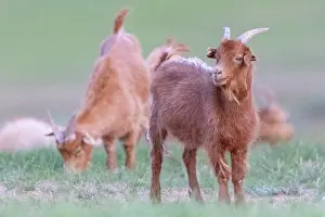 Mongolie: Goat in Mongolia