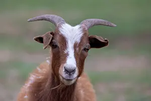 Mongolie: Goat in Mongolia
