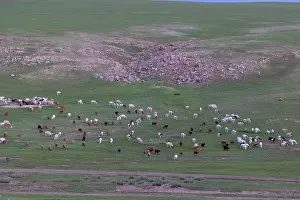 Rochers: Goat in Mongolia