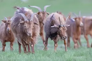 Mongolie: Goat in Mongolia