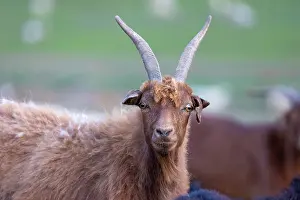 Mongolie: Goat in Mongolia