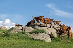 Steppe: Goat in Mongolia