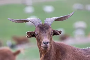 Steppe: Goat in Mongolia