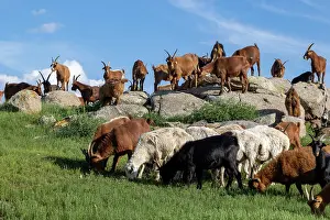 Steppe: Goat in Mongolia