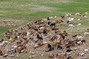 Steppe: Goat in Mongolia