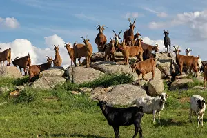 Steppe: Goat in Mongolia