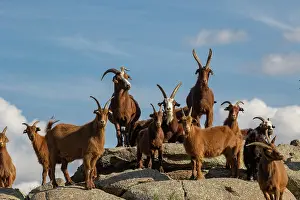 Steppe: Goat in Mongolia