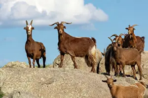 Steppe: Goat in Mongolia