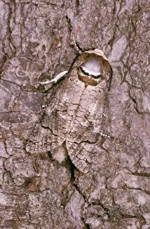 Cossus: GOAT MOTH