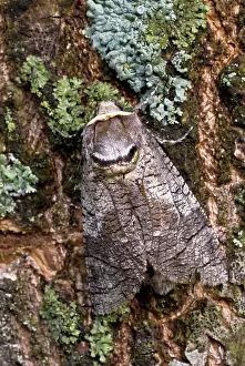 Cossus: Goat Moth