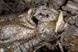Cossus: Goat Moth
