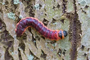 Bark: Goat Moth