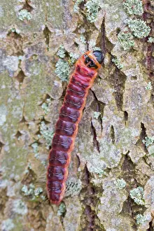 Bark: Goat Moth