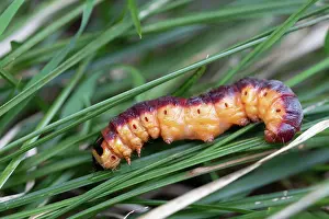 Loisach: Goat moth (Cossus cossus), caterpillar on grass