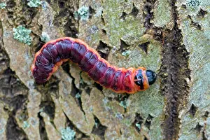 Larva: Goat moth (Cossus cossus) (Phalaena cossus) caterpillar
