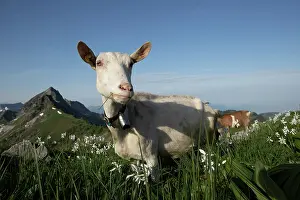 Bell: Goat in a mountain meadow covered with Poet's Na
