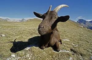 Mercantour: Goat in mountain pasture fall PN Mercantour