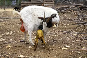 Cleanse: Goat and its newborn Kid France