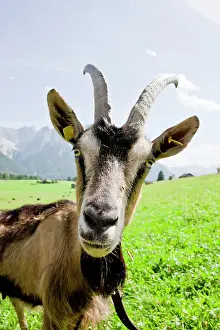 Mittenwald: Goat on a pasture, Goas-Alm, Mittenwald, Upper Bavaria