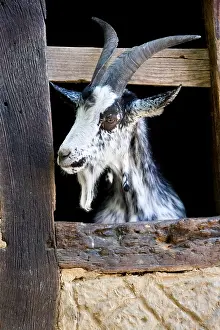 Ecomuseum: Goat race in Lorraine Ecomuseum Haute-Alsace France