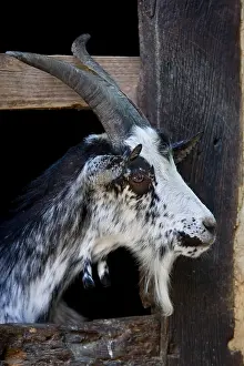 Ecomuseum: Goat race in Lorraine Ecomuseum Haute-Alsace France