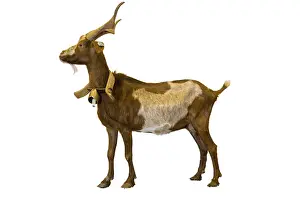 Chevre: A Goat rove