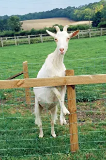 Domsetic: Goat - Saanen breed