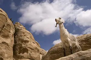Pieces: Goat on the site Beidah near Petra in Jordan