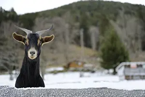 Landforms: Goat in Snow Valley Munster Vosges France
