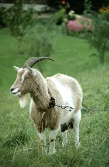 Beards: GOAT - tethered