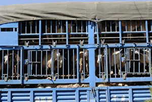 Trucks: Goat transport truck in Yunnan China
