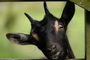 Corral: Goat watching behind a wooden barrier Normandie