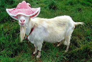 Fashion: Goat wearing a floppy hat