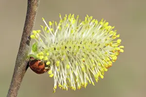 Caprea: Goat Willow