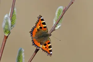 Tortoiseshell: Goat Willow