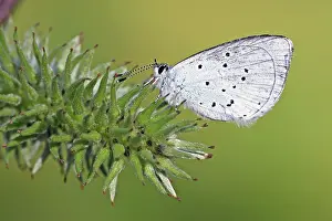 Celastrina: Goat Willow