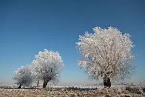 Willows: Goat Willow