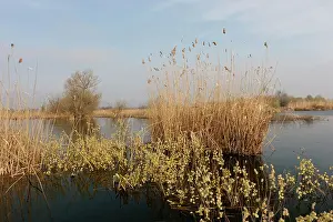 Flooding: Goat Willow in the Danube Delta during spring
