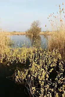 Flooding: Goat Willow in the Danube Delta during spring