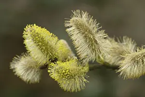 Pussy: Goat willow in flower - male catkins. 'pussy willows'
