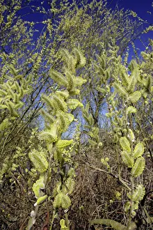 Caprea: Goat Willow / Great Sallow - Flowering catkins