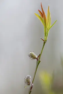 Pussy: Goat willow (Salix caprea) in early spring
